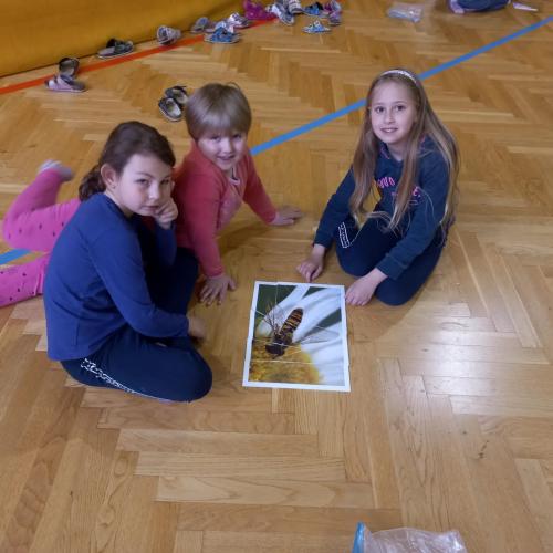 Insekten4
