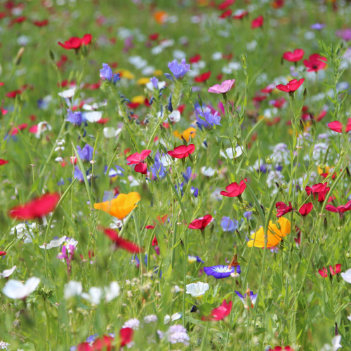 Blumenwiese14