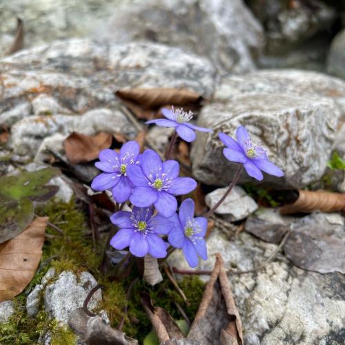 Blume am Bach