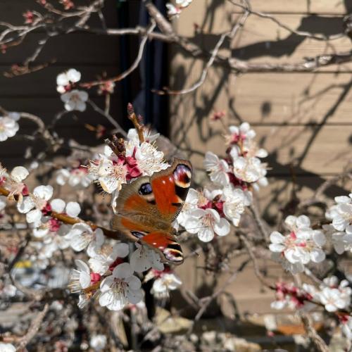Tagpfauenauge auf Marillenblüte