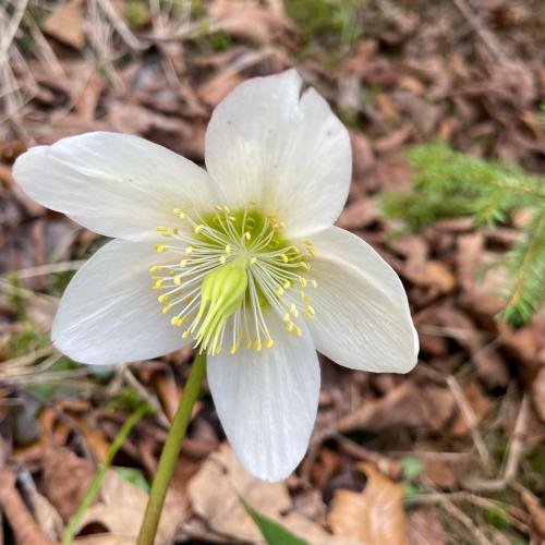Schneerose