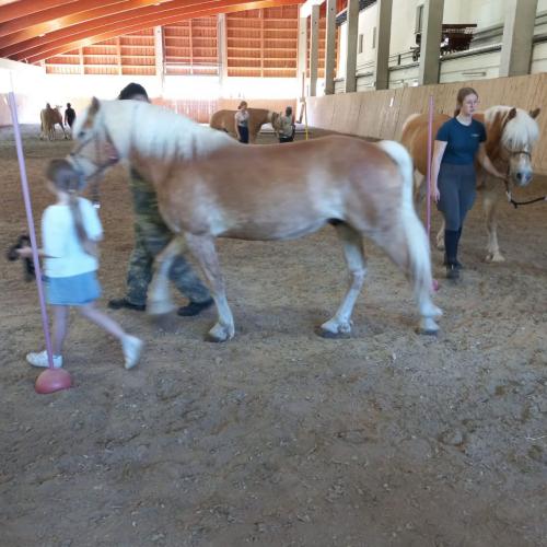 Haflinger beim Führen 