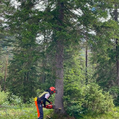 Kinder im Wald